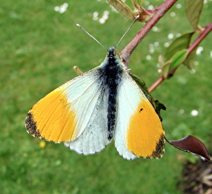 orange tip